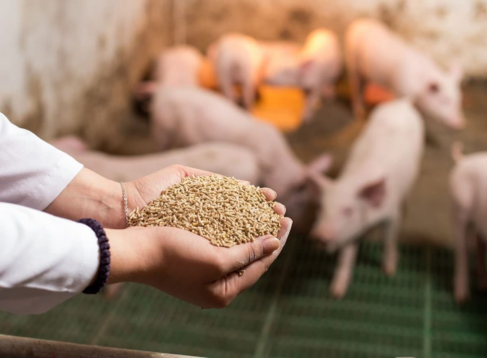 5 tipos de Alimentación Más Recomendables para Cada Tipo de Ganado 5 tipos de Alimentación Más Recomendables para Cada Tipo de Ganado