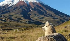 Qué Especies Endémicas se Encuentran en los Páramos Venezolanos Qué Especies Endémicas se Encuentran en los Páramos Venezolanos