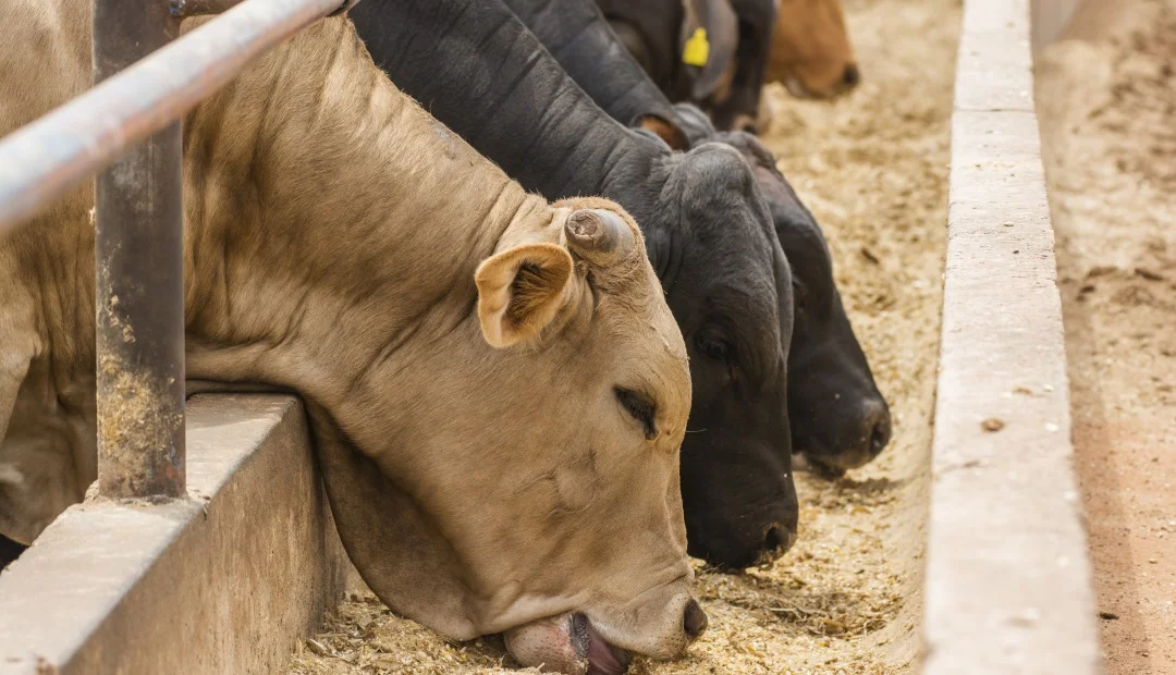 Ventajas y Desventajas de la Ganadería Intensiva Ventajas y Desventajas de la Ganadería Intensiva