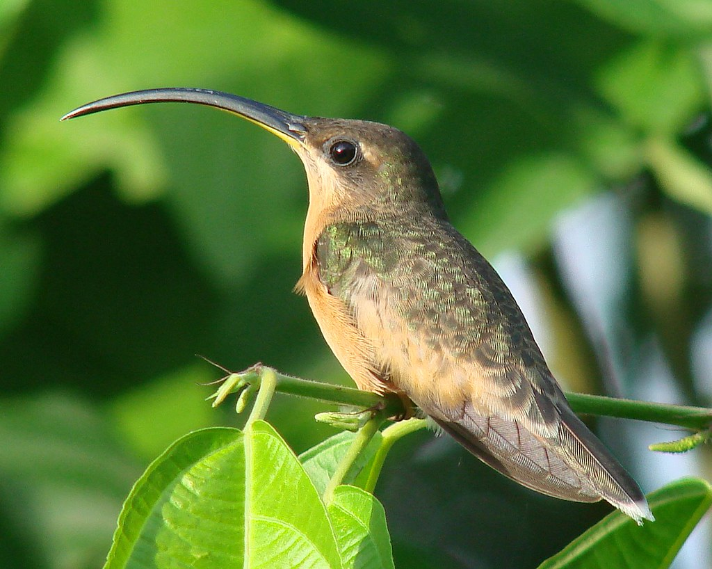 Qué Especies Endémicas se Encuentran en los Páramos Venezolanos Qué Especies Endémicas se Encuentran en los Páramos Venezolanos