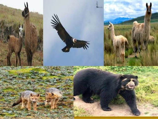 Qué Especies Endémicas se Encuentran en los Páramos Venezolanos Qué Especies Endémicas se Encuentran en los Páramos Venezolanos