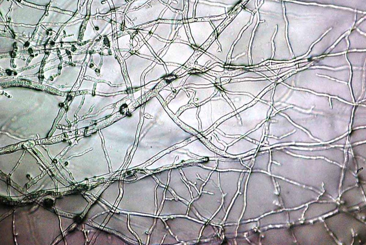 7 nuevos Materiales de Construcci&oacute;n Sostenibles