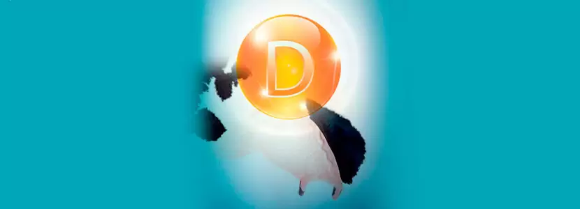 La Importancia de la Vitamina Hormona D en Vacas Lecheras