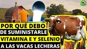 Las Vitaminas en el Ganado Bovino: Su Importancia y las Consecuencias de Su Carencia Las Vitaminas en el Ganado Bovino: Su Importancia y las Consecuencias de Su Carencia
