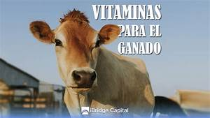 Las Vitaminas en el Ganado Bovino: Su Importancia y las Consecuencias de Su Carencia Las Vitaminas en el Ganado Bovino: Su Importancia y las Consecuencias de Su Carencia