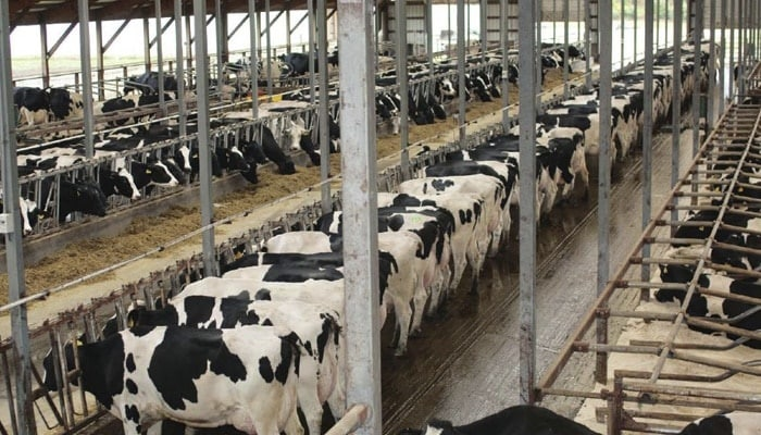 Ventajas y Desventajas de la Ganadería Intensiva Ventajas y Desventajas de la Ganadería Intensiva
