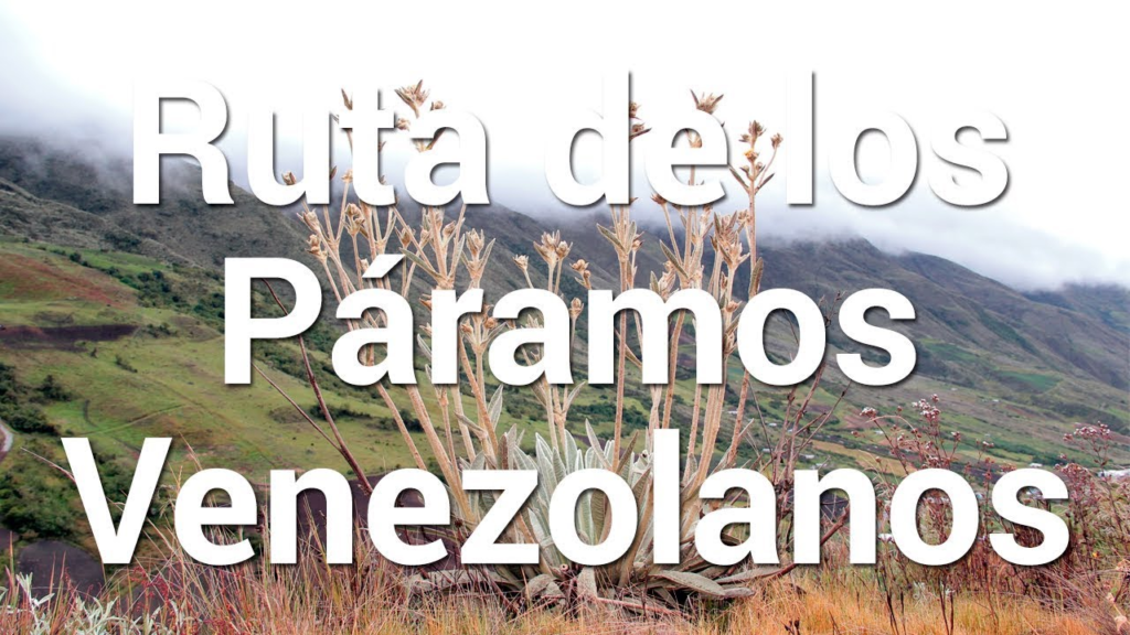 Qué Especies Endémicas se Encuentran en los Páramos Venezolanos Qué Especies Endémicas se Encuentran en los Páramos Venezolanos