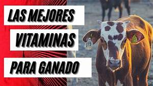 Las Vitaminas en el Ganado Bovino: Su Importancia y las Consecuencias de Su Carencia Las Vitaminas en el Ganado Bovino: Su Importancia y las Consecuencias de Su Carencia