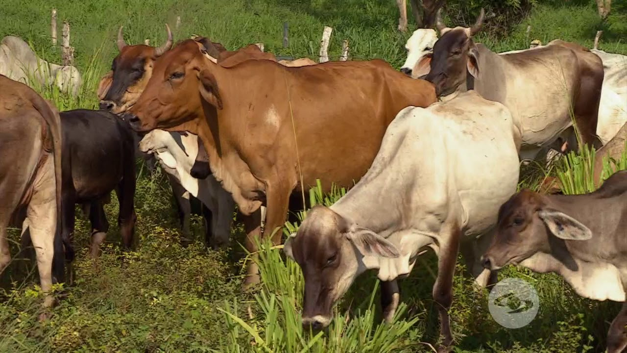 Luis Alejandro Sampayo Cabada | ¿Cuáles Son los Tipos de Alimentación que Tienen las Vacas? Luis Alejandro Sampayo Cabada | ¿Cuáles Son los Tipos de Alimentación que Tienen las Vacas?