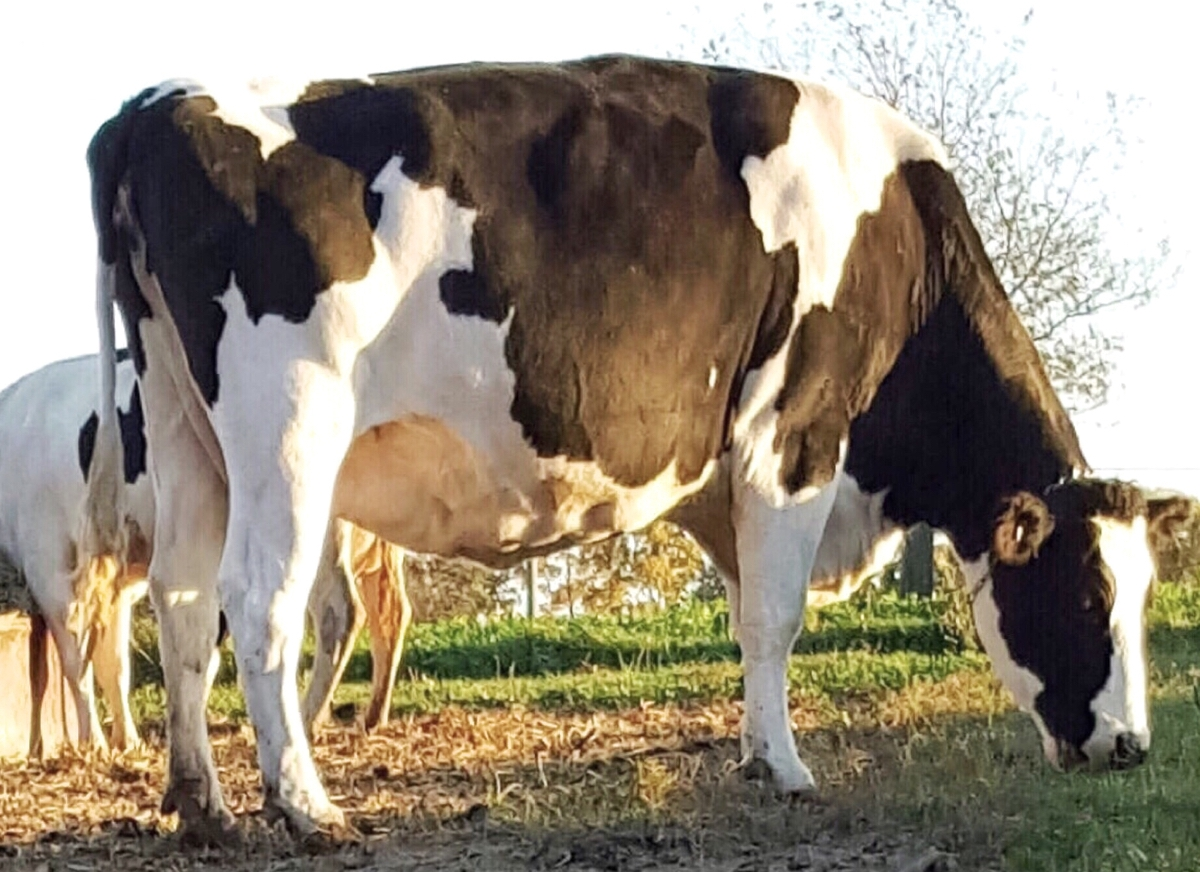 Luis Alejandro Sampayo Cabada | ¿Cuáles Son los Tipos de Alimentación que Tienen las Vacas? Luis Alejandro Sampayo Cabada | ¿Cuáles Son los Tipos de Alimentación que Tienen las Vacas?
