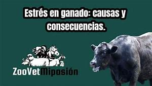 Luis Alejandro Sampayo Cabada: Cómo Reducir el Estrés y sus Consecuencias en el Ganado Luis Alejandro Sampayo Cabada: Cómo Reducir el Estrés y sus Consecuencias en el Ganado