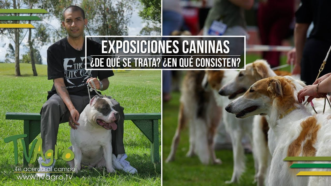 Expo Canina en el Centro Traki Cabudare: Una Celebración de la Pasión por los Perros Expo Canina en el Centro Traki Cabudare: Una Celebración de la Pasión por los Perros