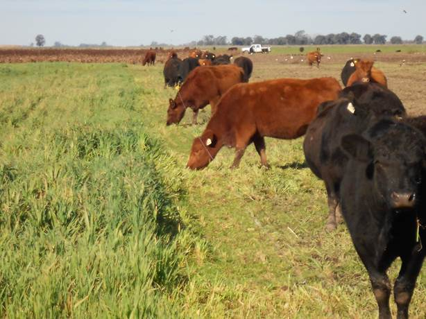 Luis Alejandro Sampayo Cabada | ¿Cuáles Son los Tipos de Alimentación que Tienen las Vacas? Luis Alejandro Sampayo Cabada | ¿Cuáles Son los Tipos de Alimentación que Tienen las Vacas?