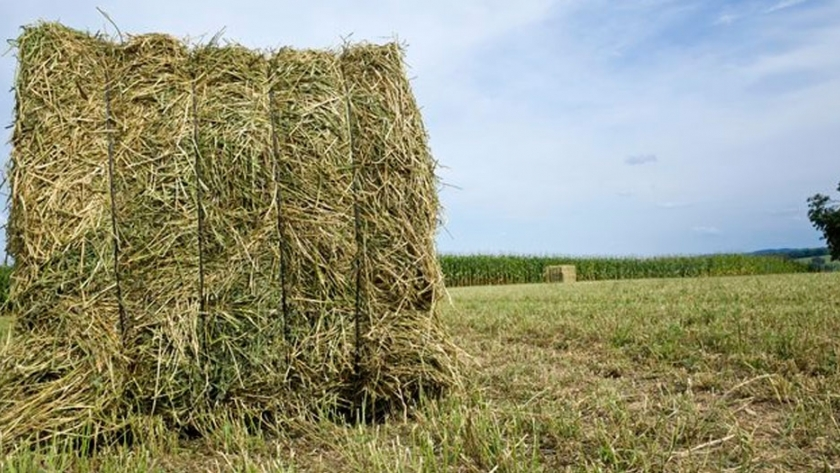 Luis Alejandro Sampayo Cabada | ¿Cuáles Son los Tipos de Alimentación que Tienen las Vacas? Luis Alejandro Sampayo Cabada | ¿Cuáles Son los Tipos de Alimentación que Tienen las Vacas?