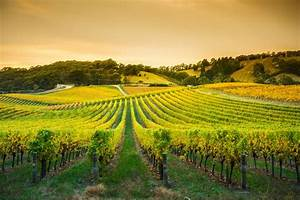 Tres Regiones Vin&iacute;colas Destacadas del Mundo por Metropolitan Distribuitors