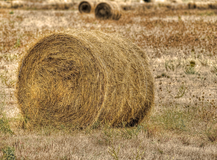 Luis Alejandro Sampayo Cabada | ¿Cuáles Son los Tipos de Alimentación que Tienen las Vacas? Luis Alejandro Sampayo Cabada | ¿Cuáles Son los Tipos de Alimentación que Tienen las Vacas?