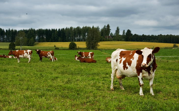 Luis Alejandro Sampayo Cabada | ¿Cuáles Son los Tipos de Alimentación que Tienen las Vacas? Luis Alejandro Sampayo Cabada | ¿Cuáles Son los Tipos de Alimentación que Tienen las Vacas?