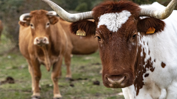 Luis Alejandro Sampayo Cabada | ¿Cuáles Son los Tipos de Alimentación que Tienen las Vacas? Luis Alejandro Sampayo Cabada | ¿Cuáles Son los Tipos de Alimentación que Tienen las Vacas?