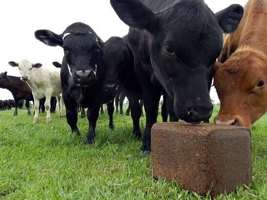 Luis Alejandro Sampayo Cabada | Cuáles son los Mejores Alimentos Suplementarios para el Ganado Vacuno de Carne Luis Alejandro Sampayo Cabada | Cuáles son los Mejores Alimentos Suplementarios para el Ganado Vacuno de Carne
