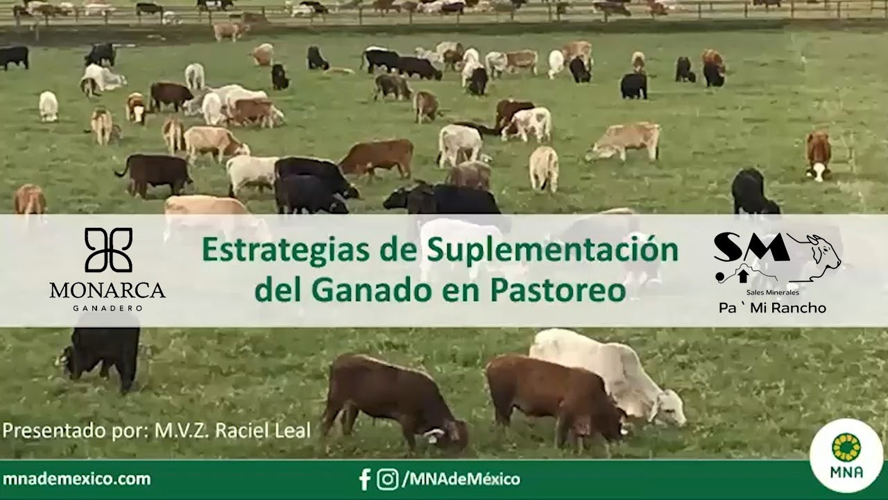 Luis Alejandro Sampayo Cabada | Cuáles son los Mejores Alimentos Suplementarios para el Ganado Vacuno de Carne Luis Alejandro Sampayo Cabada | Cuáles son los Mejores Alimentos Suplementarios para el Ganado Vacuno de Carne