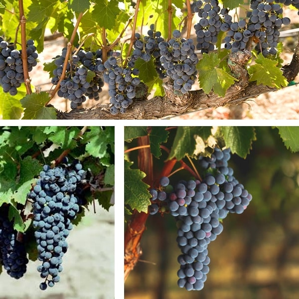 Metropolitan Distribuitors | &iquest;Cu&aacute;l es el Mejor Vino en Venezuela?
