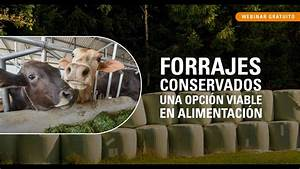 Luis Alejandro Sampayo Cabada: Tipos de Alimentación que Tienen las Vacas Luis Alejandro Sampayo Cabada: Tipos de Alimentación que Tienen las Vacas