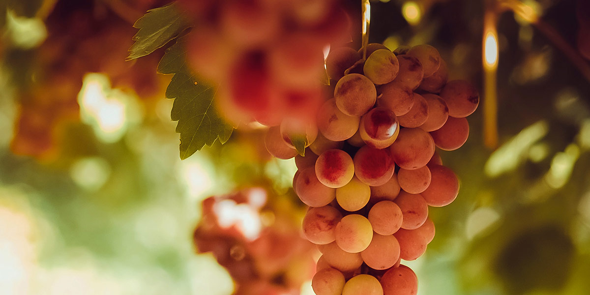 Metropolitan Distribuitors | &iquest;Cu&aacute;l es el Mejor Vino en Venezuela?
