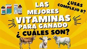 Luis Alejandro Sampayo Cabada | Cuáles son los Mejores Alimentos Suplementarios para el Ganado Vacuno de Carne Luis Alejandro Sampayo Cabada | Cuáles son los Mejores Alimentos Suplementarios para el Ganado Vacuno de Carne