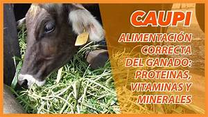 Luis Alejandro Sampayo Cabada: Tipos de Alimentación que Tienen las Vacas Luis Alejandro Sampayo Cabada: Tipos de Alimentación que Tienen las Vacas