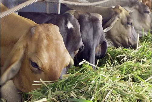 Luis Alejandro Sampayo Cabada | Cuáles son los Mejores Alimentos Suplementarios para el Ganado Vacuno de Carne Luis Alejandro Sampayo Cabada | Cuáles son los Mejores Alimentos Suplementarios para el Ganado Vacuno de Carne