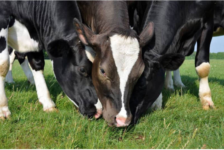 Luis Alejandro Sampayo Cabada: Tipos de Alimentación que Tienen las Vacas Luis Alejandro Sampayo Cabada: Tipos de Alimentación que Tienen las Vacas