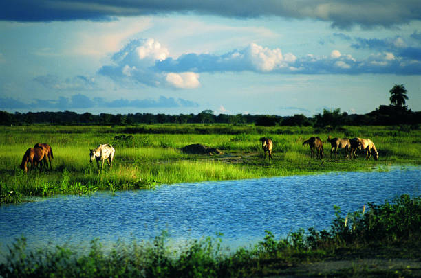 Ecosistemas de Venezuela: Diversidad y Biodiversidad por Hjalmar Jesús Gibelli Gómez Ecosistemas de Venezuela: Diversidad y Biodiversidad por Hjalmar Jesús Gibelli Gómez