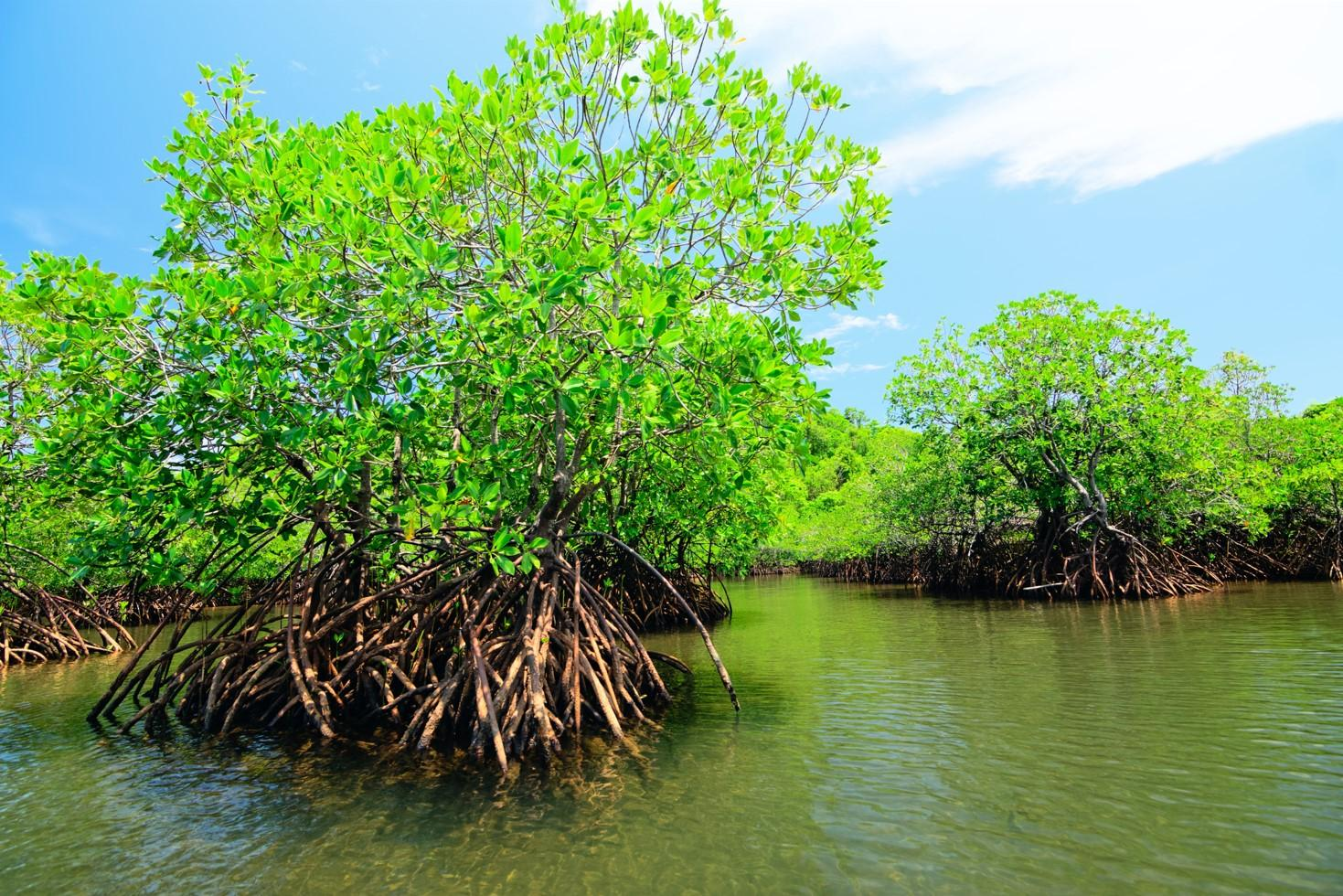 Ecosistemas de Venezuela: Diversidad y Biodiversidad por Hjalmar Jesús Gibelli Gómez Ecosistemas de Venezuela: Diversidad y Biodiversidad por Hjalmar Jesús Gibelli Gómez