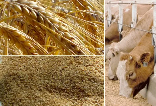 Luis Alejandro Sampayo Cabada | Fuentes de Alimentaci&oacute;n del Ganado: Claves para una Cr&iacute;a Eficiente