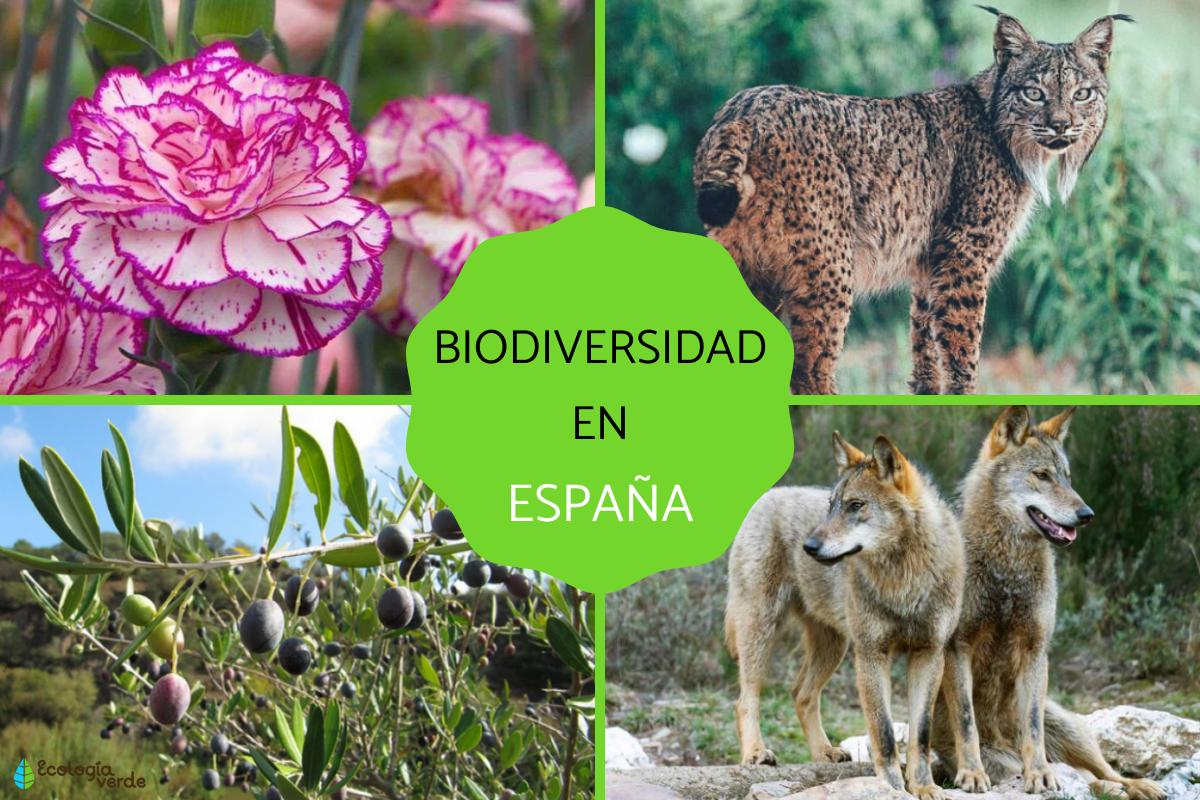 Hjalmar Jes&uacute;s Gibelli G&oacute;mez | Qu&eacute; Importancia Tiene la Ecolog&iacute;a en Nuestro Pa&iacute;s (Espa&ntilde;a)
