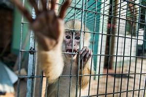 Una Batalla Crucial: La Caza Furtiva y el Tráfico de Fauna Silvestre por Hjalmar Jesus Gibelli Gómez Una Batalla Crucial: La Caza Furtiva y el Tráfico de Fauna Silvestre por Hjalmar Jesus Gibelli Gómez