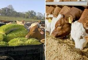 M&aacute;s All&aacute; de la Lluvia: Estrategias Cruciales para el Manejo de la Alimentaci&oacute;n Ganadera en Tiempos de Sequ&iacute;a