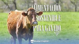 M&aacute;s All&aacute; de la Lluvia: Estrategias Cruciales para el Manejo de la Alimentaci&oacute;n Ganadera en Tiempos de Sequ&iacute;a