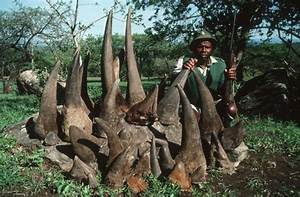 Una Batalla Crucial: La Caza Furtiva y el Tráfico de Fauna Silvestre por Hjalmar Jesus Gibelli Gómez Una Batalla Crucial: La Caza Furtiva y el Tráfico de Fauna Silvestre por Hjalmar Jesus Gibelli Gómez