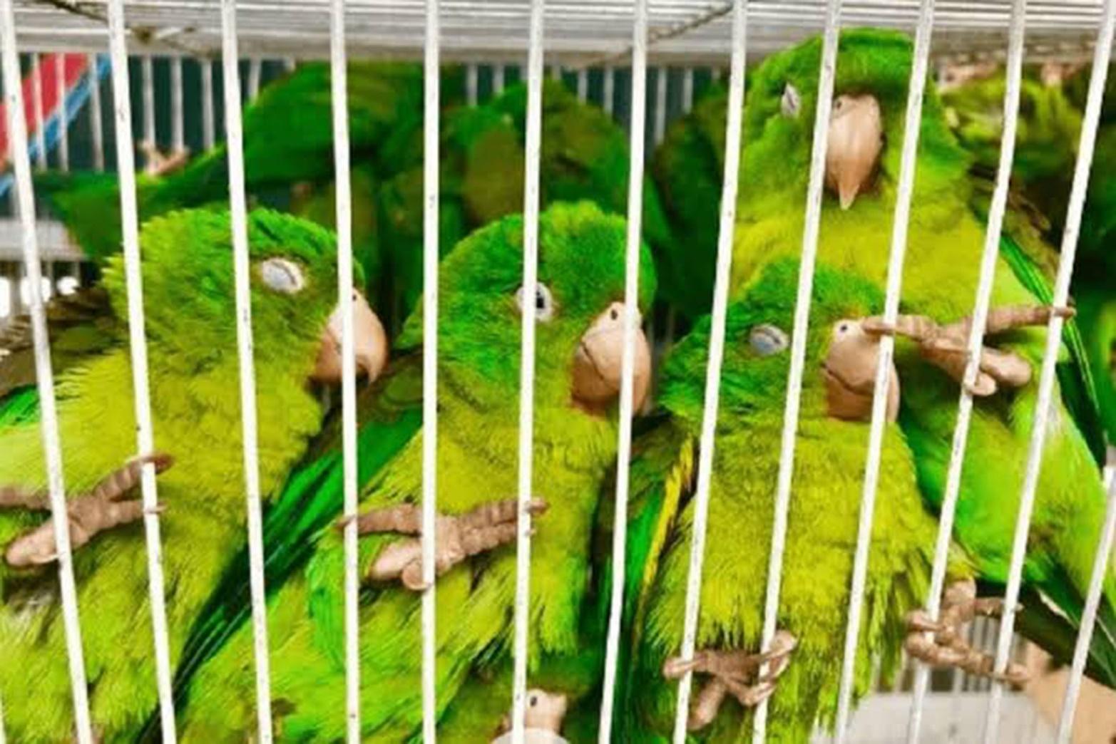 Una Batalla Crucial: La Caza Furtiva y el Tráfico de Fauna Silvestre por Hjalmar Jesus Gibelli Gómez Una Batalla Crucial: La Caza Furtiva y el Tráfico de Fauna Silvestre por Hjalmar Jesus Gibelli Gómez