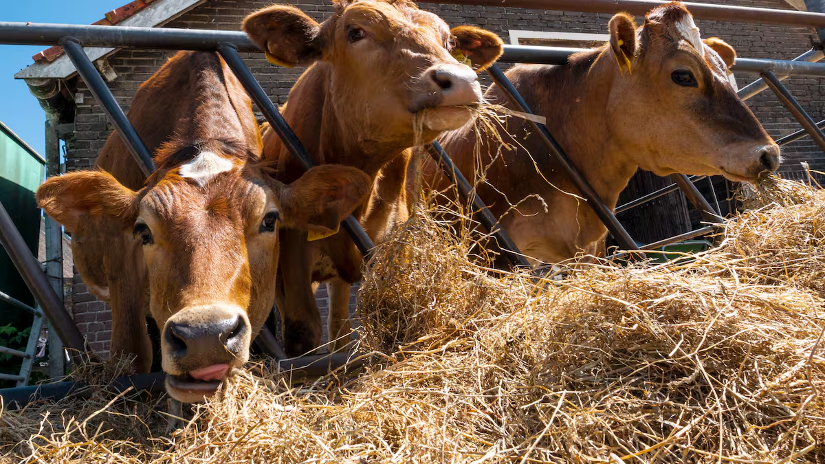 M&aacute;s All&aacute; de la Lluvia: Estrategias Cruciales para el Manejo de la Alimentaci&oacute;n Ganadera en Tiempos de Sequ&iacute;a