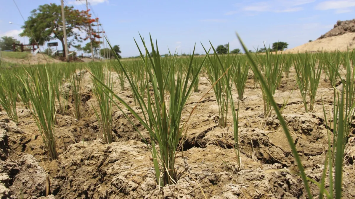 M&aacute;s All&aacute; de la Lluvia: Estrategias Cruciales para el Manejo de la Alimentaci&oacute;n Ganadera en Tiempos de Sequ&iacute;a