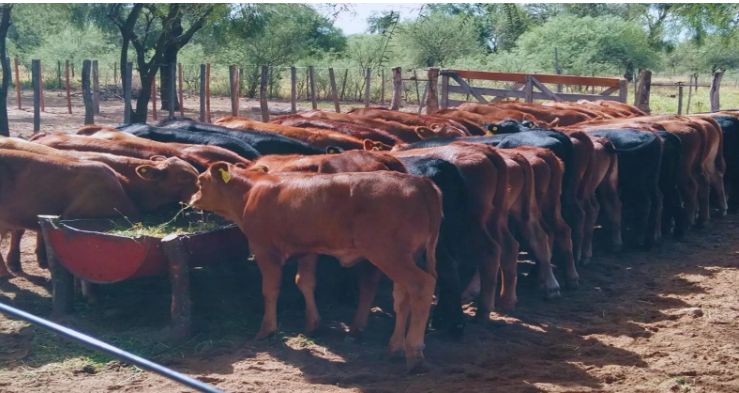 M&aacute;s All&aacute; de la Lluvia: Estrategias Cruciales para el Manejo de la Alimentaci&oacute;n Ganadera en Tiempos de Sequ&iacute;a
