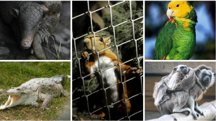 Una Batalla Crucial: La Caza Furtiva y el Tráfico de Fauna Silvestre por Hjalmar Jesus Gibelli Gómez Una Batalla Crucial: La Caza Furtiva y el Tráfico de Fauna Silvestre por Hjalmar Jesus Gibelli Gómez