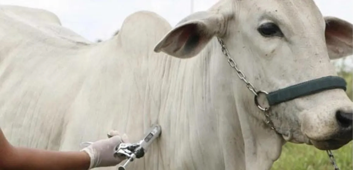 M&aacute;s All&aacute; de la Garrapata: Diagn&oacute;stico y Prevenci&oacute;n de la Anaplasmosis Bovina, un Desaf&iacute;o Silencioso en el Campo