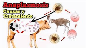 M&aacute;s All&aacute; de la Garrapata: Diagn&oacute;stico y Prevenci&oacute;n de la Anaplasmosis Bovina, un Desaf&iacute;o Silencioso en el Campo
