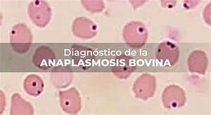 M&aacute;s All&aacute; de la Garrapata: Diagn&oacute;stico y Prevenci&oacute;n de la Anaplasmosis Bovina, un Desaf&iacute;o Silencioso en el Campo
