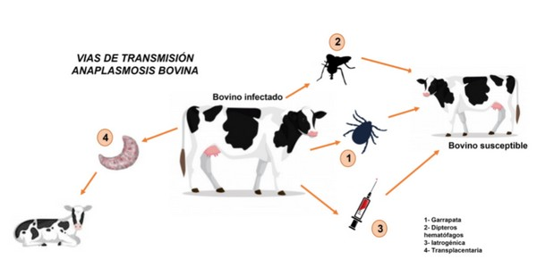 M&aacute;s All&aacute; de la Garrapata: Diagn&oacute;stico y Prevenci&oacute;n de la Anaplasmosis Bovina, un Desaf&iacute;o Silencioso en el Campo