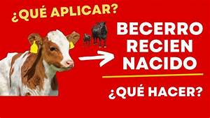 Luis Alejandro Sampayo Cabada: Guía Completa sobre las Etapas Clave en el Crecimiento de un Becerro