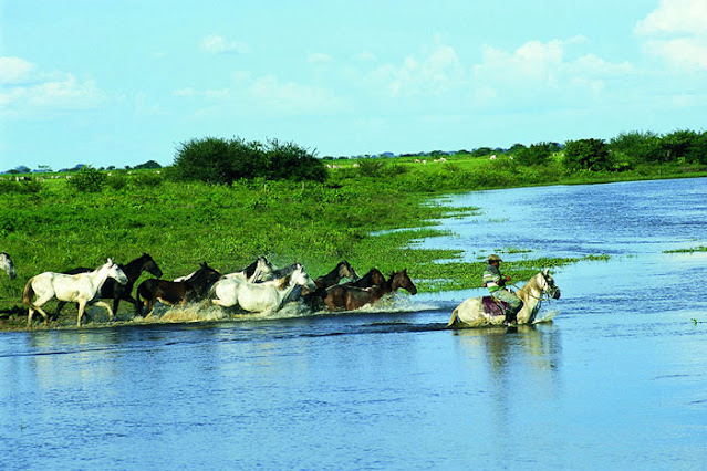 Hjalmar Jesus Gibelli Gómez | Venezuela Megadiversa: Un Viaje por los Tesoros Naturales del País (y por qué Debemos Protegerlos) Hjalmar Jesus Gibelli Gómez | Venezuela Megadiversa: Un Viaje por los Tesoros Naturales del País (y por qué Debemos Protegerlos)
